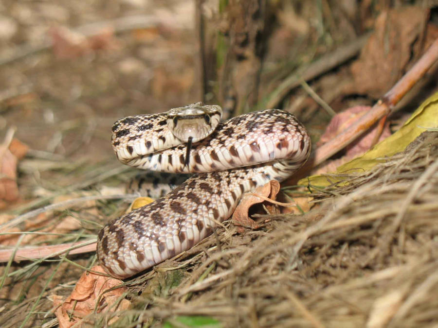 Gopher Snake Rearing Up In Forest Wallpaper