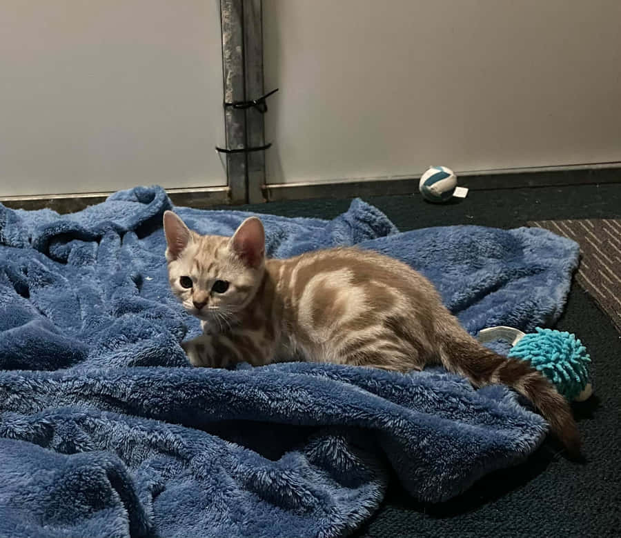 Gorgeous Australian Mist Lounging Leisurely Wallpaper