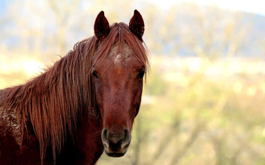 Gorgeous Brown Horse Running In The Wind Wallpaper