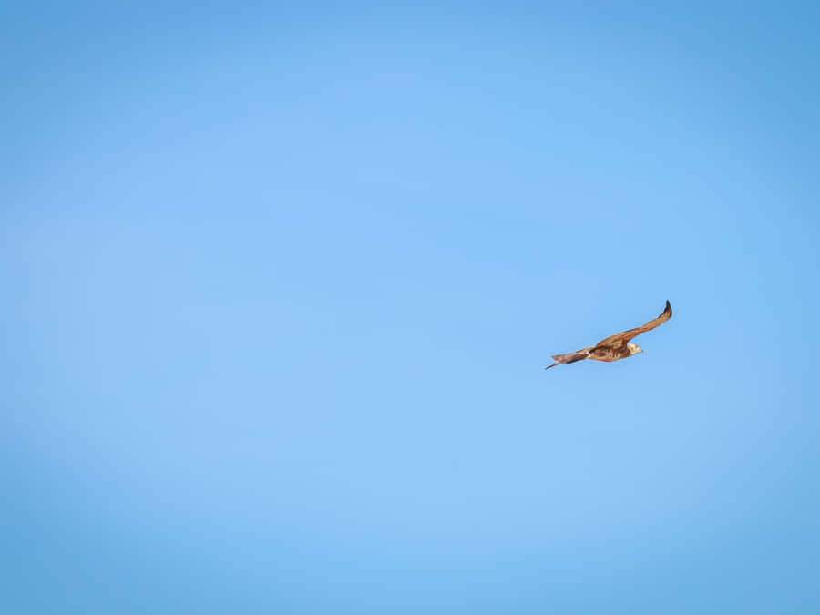 Goshawk Gliding Against Blue Sky.jpg Wallpaper