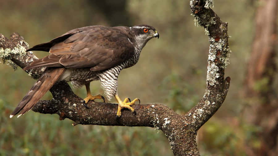 Goshawk Perchedon Branch Wallpaper