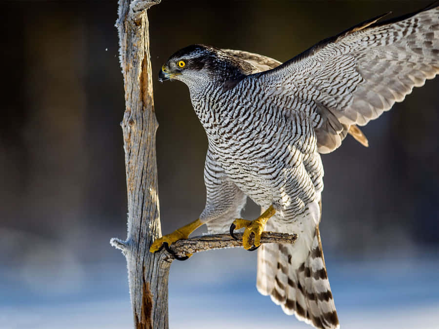 Goshawkin Flight Wallpaper
