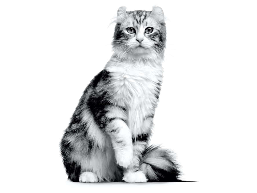 Graceful American Curl Cat Lounging In Sunshine Wallpaper