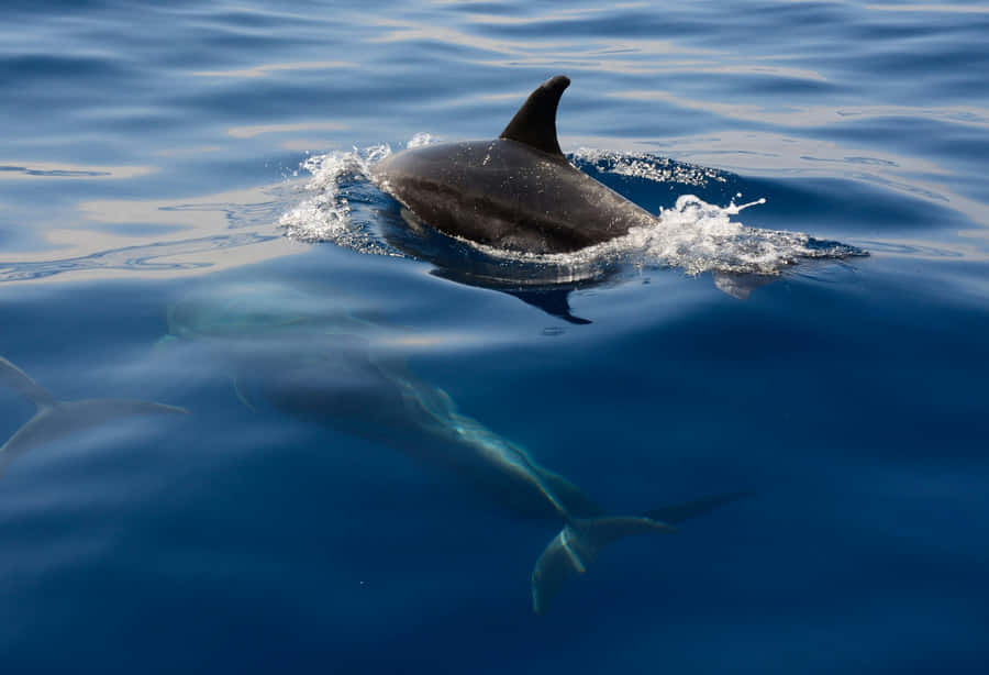 Graceful Dolphin Swimming Blue Ocean.jpg Wallpaper