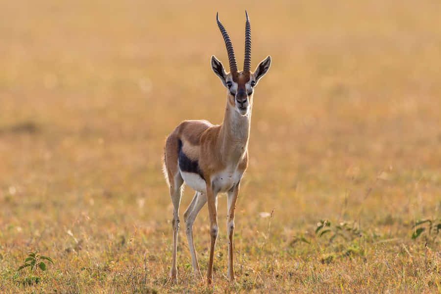 Graceful Gazellein Savannah Wallpaper