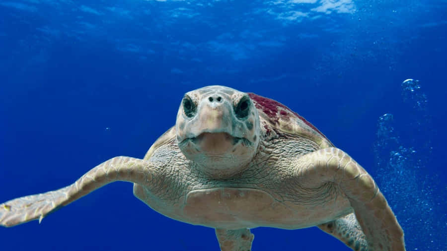 Graceful Sea Turtle Swimming Wallpaper