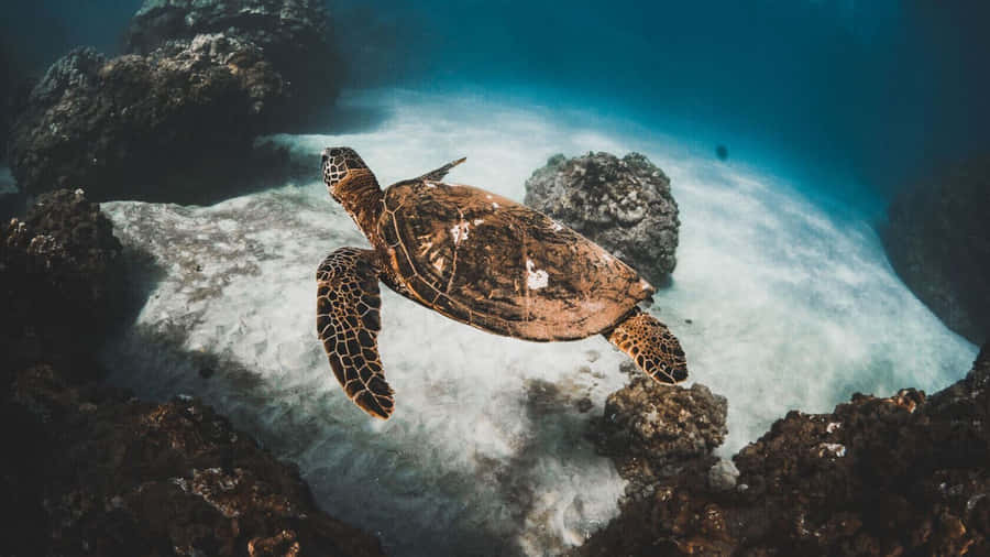 Graceful Sea Turtle Underwater Wallpaper