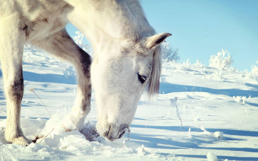 Graceful White Horse Grazing In Snow Wallpaper