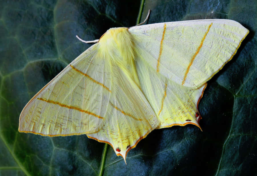 Graceful Yellow Butterfly On A Delicate Flower Wallpaper