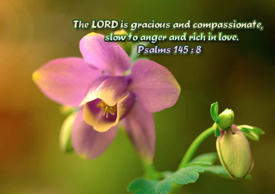 Gracious Lord Wallpaper