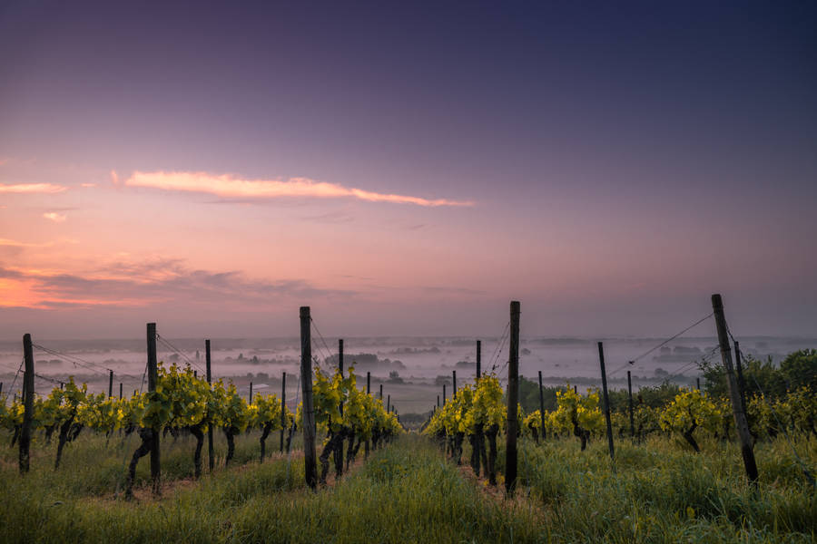 Grape Vineyard For Wine Wallpaper