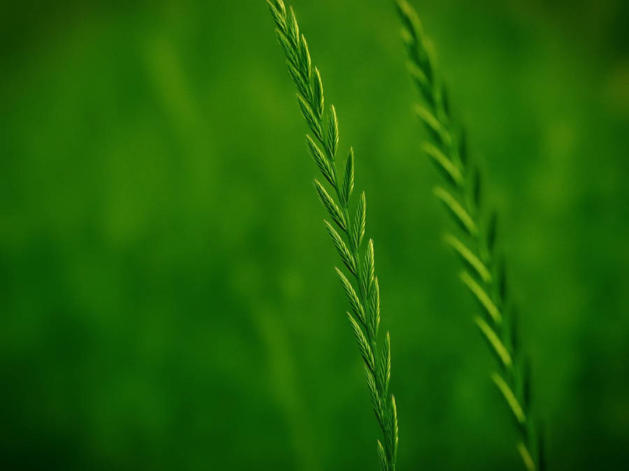 Grass Green Leaves Closeup Wallpaper