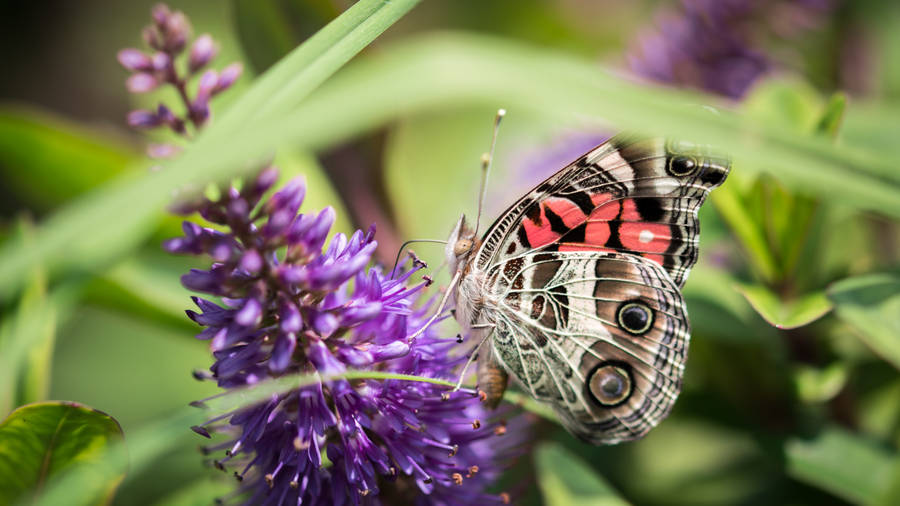 Gray Butterfly On Purple Flower Wallpaper