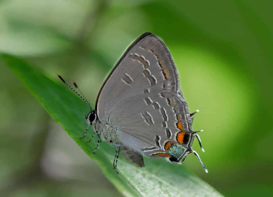 Gray_ Hairstreak_ Butterfly_ Perched_on_ Leaf.jpg Wallpaper