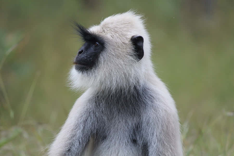 Gray Langur Profile View Wallpaper