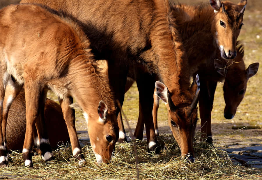 Grazing Blackbucks Herd Wallpaper