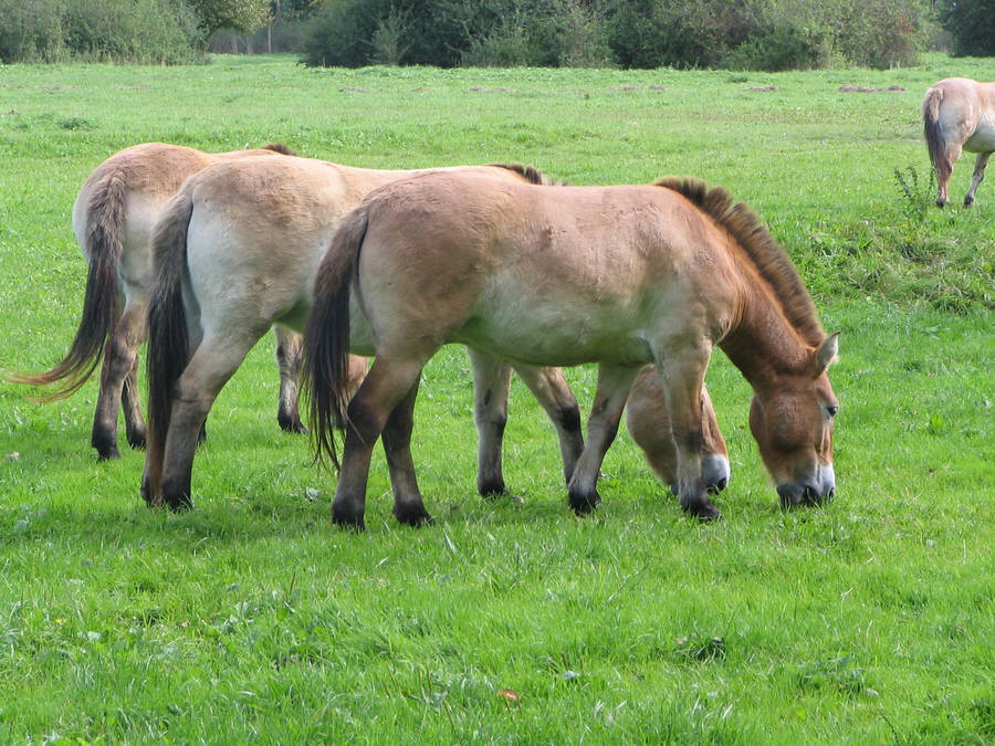 Grazing Przewalski’s Horses Wallpaper