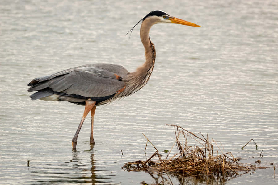 Great_ Blue_ Heron_ Standing_by_ Water.jpg Wallpaper