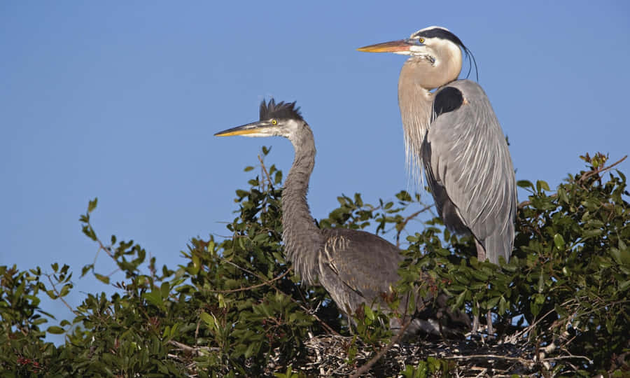 Great_ Blue_ Herons_ Nesting Wallpaper