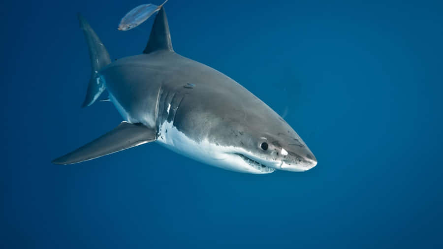 Great White Shark Underwater Wallpaper