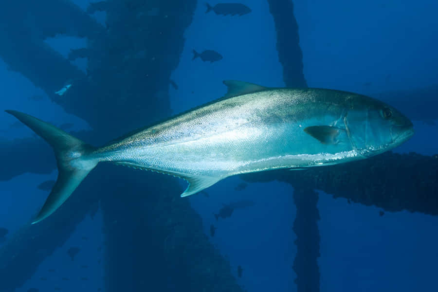 Greater Amberjack Underwater Wallpaper
