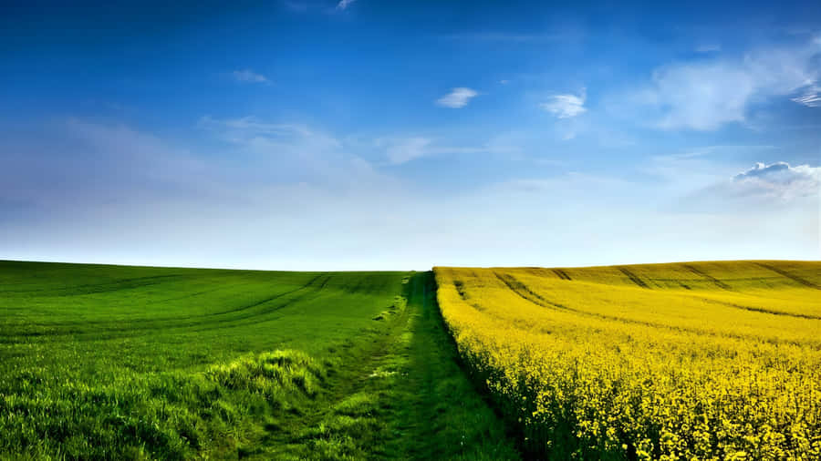 Green And Yellow Farmland Fields Wallpaper