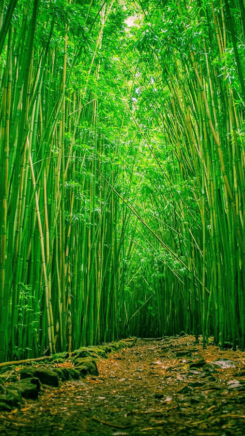 Green Bamboo Plantation Iphone Wallpaper