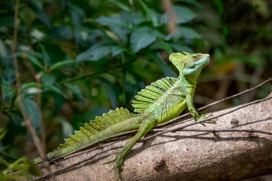 Green Basilisk Lizardon Branch Wallpaper