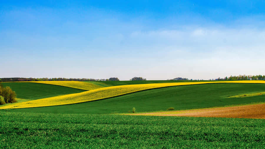 Green Farmland With Yellow Crop Rows Wallpaper