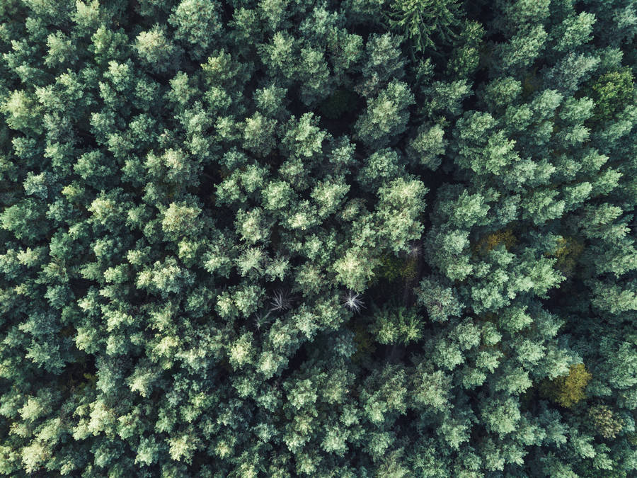 Green Forest Mac Os Wallpaper