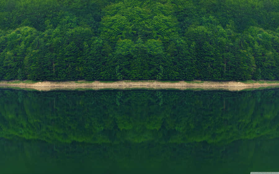 Green Forest With River Wallpaper