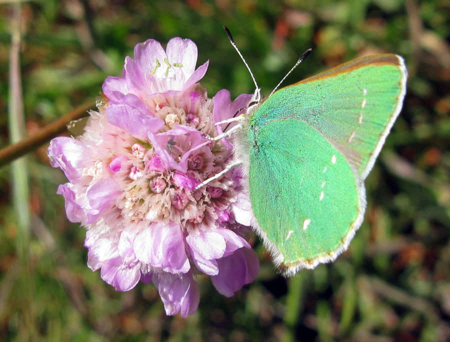 Green_ Hairstreak_ Butterfly_on_ Purple_ Flower.jpg Wallpaper
