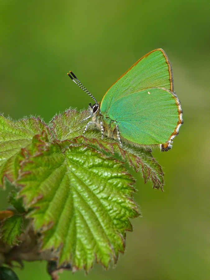 Green Hairstreak Butterflyon Leaf Wallpaper