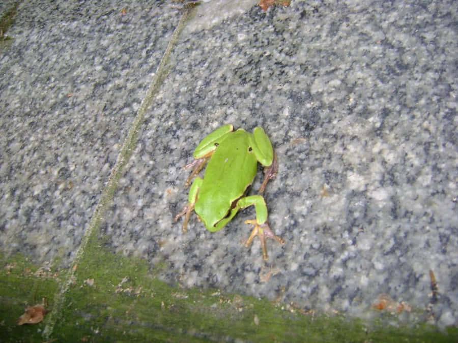 Green Hyla Frogon Granite Wallpaper