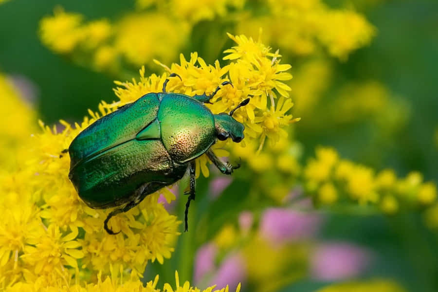 Green June Beetleon Yellow Flowers.jpg Wallpaper