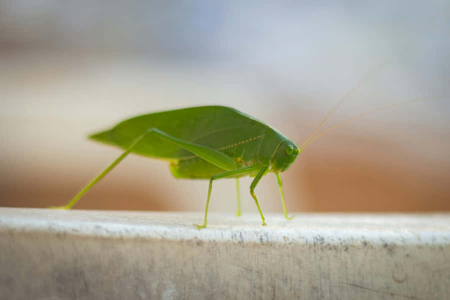 Green Katydid Camouflage Wallpaper