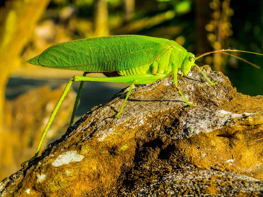 Green Katydidon Tree Stump Wallpaper
