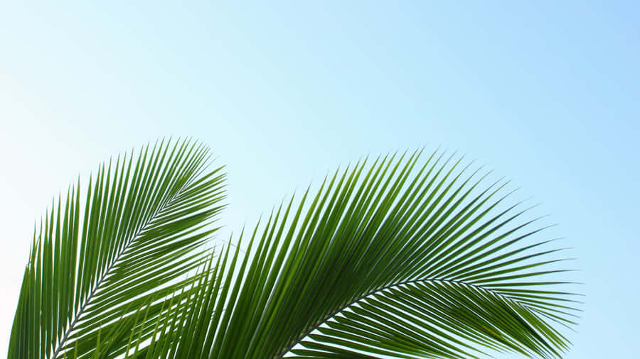 Green Palm Leaf Closeup Wallpaper
