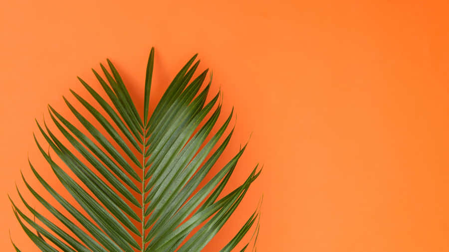 Green Palm Leaf Closeup Wallpaper