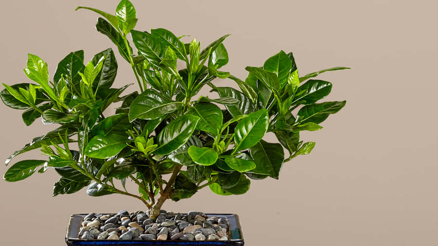 Green Plant Wallpaper Wallpaper