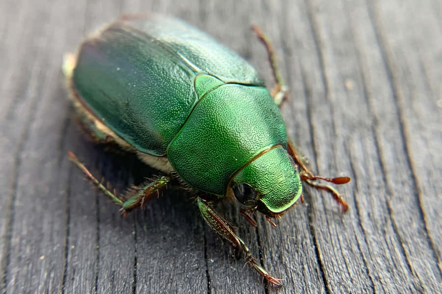Green Scarab Beetleon Wooden Surface.jpg Wallpaper