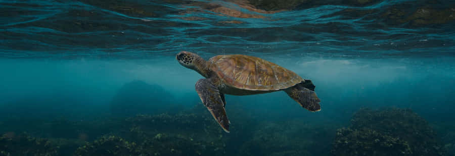 Green_ Sea_ Turtle_ Gliding_ Underwater.jpg Wallpaper