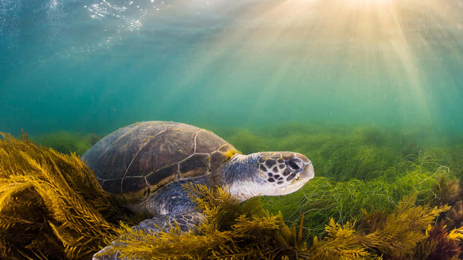 Green Sea Turtle Sunlit Ocean Wallpaper