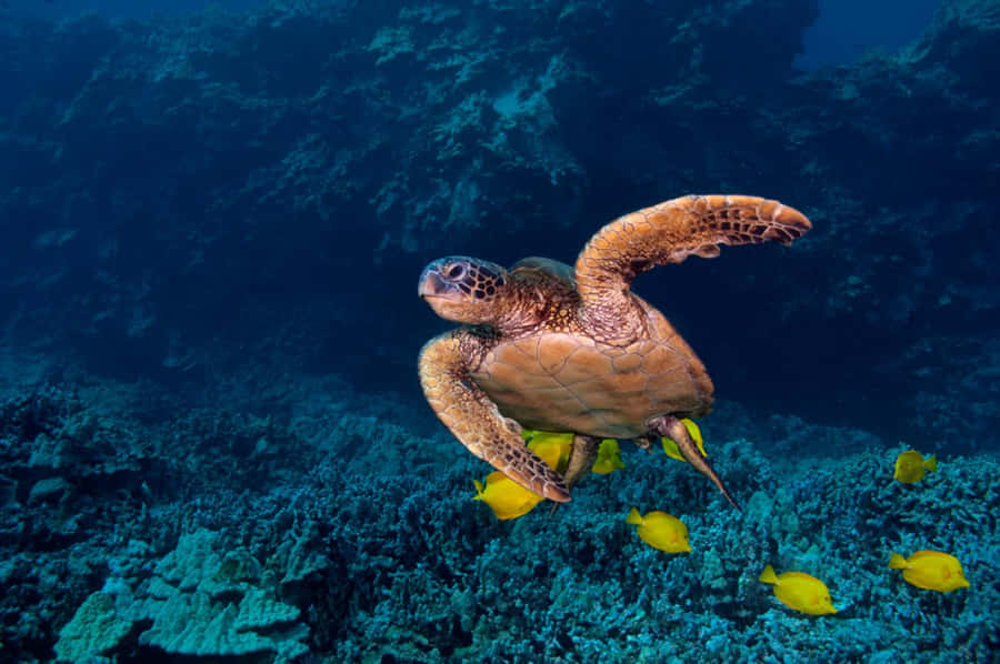 Green Sea Turtle Swimming Over Coral Reef Wallpaper