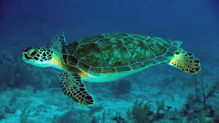 Green Sea Turtle Swimming Underwater.jpg Wallpaper