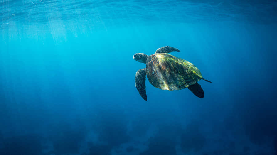 Green Sea Turtle Swimming Underwater.jpg Wallpaper