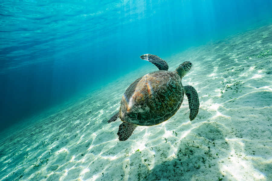 Green Sea Turtle Swimming Underwater.jpg Wallpaper
