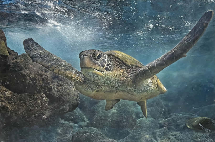 Green Sea Turtle Underwater Grace.jpg Wallpaper