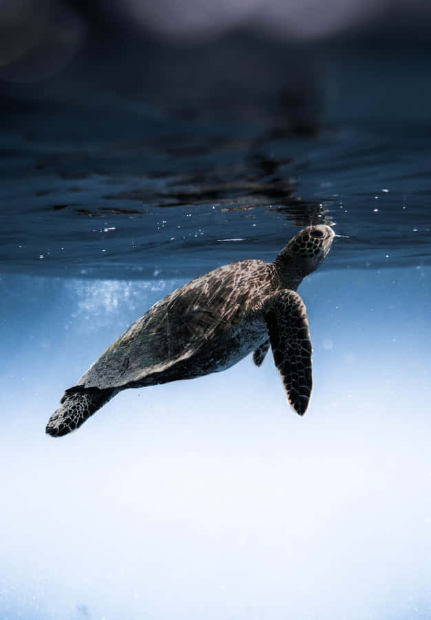 Green Sea Turtle Underwater Swim Wallpaper