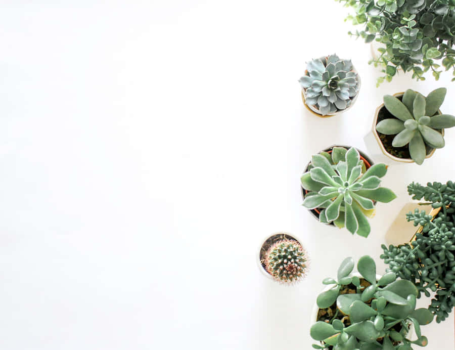 Green Succulents Flatlay Minimalist Plant Desktop Wallpaper